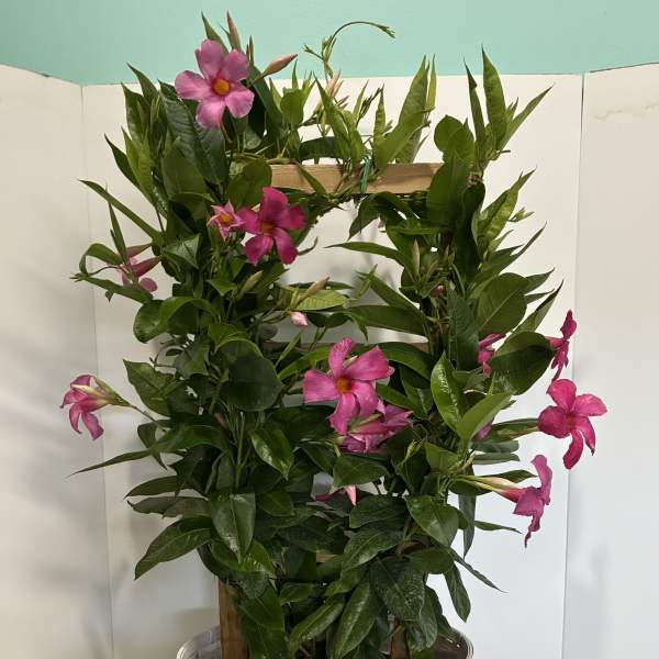 Pink Mandevilla Plant