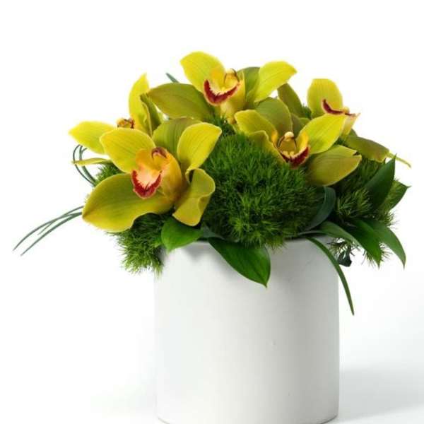 Compact yellow cymbidium orchid arrangement with green accents in a white cylinder vase