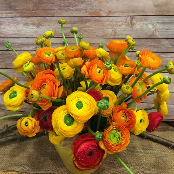 RANUNCULOS ARRANGMENT