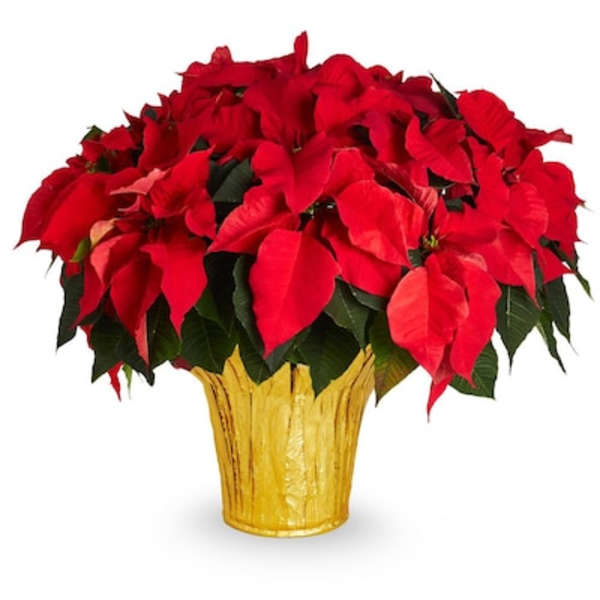 Poinsettia Plant