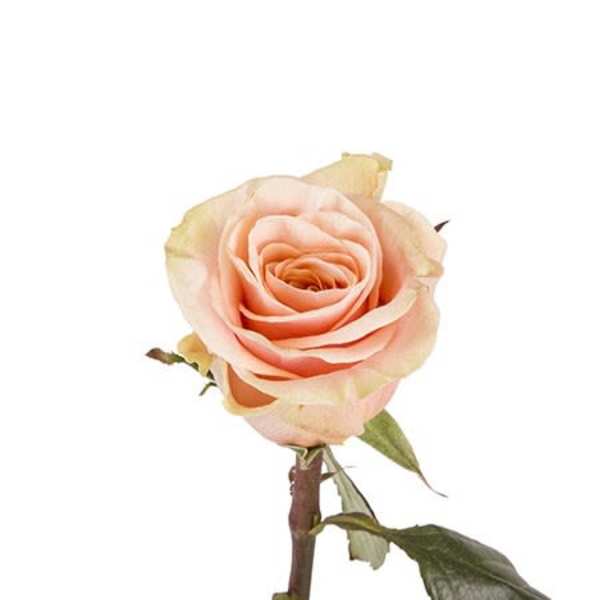 Single peach rose bloom on a stem against a white background
