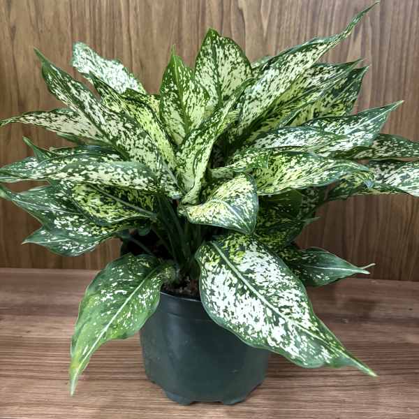 Aglaonema Commutatum