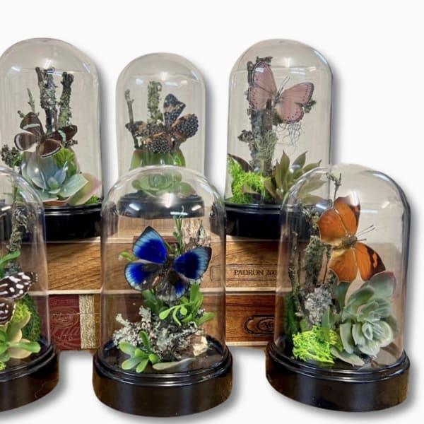 Butterfly Diorama