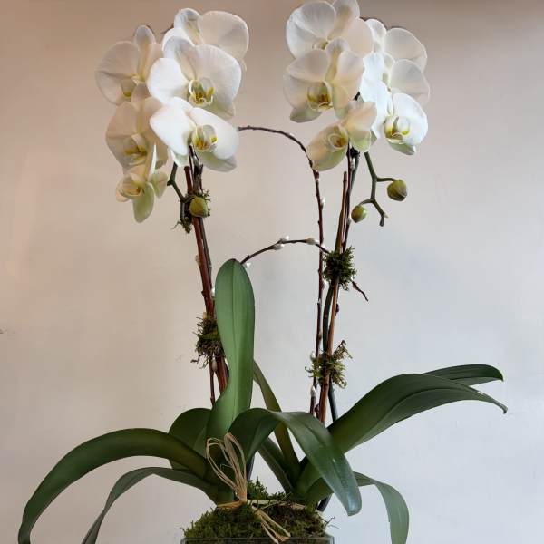 CASCADE WHITE ORCHID #2