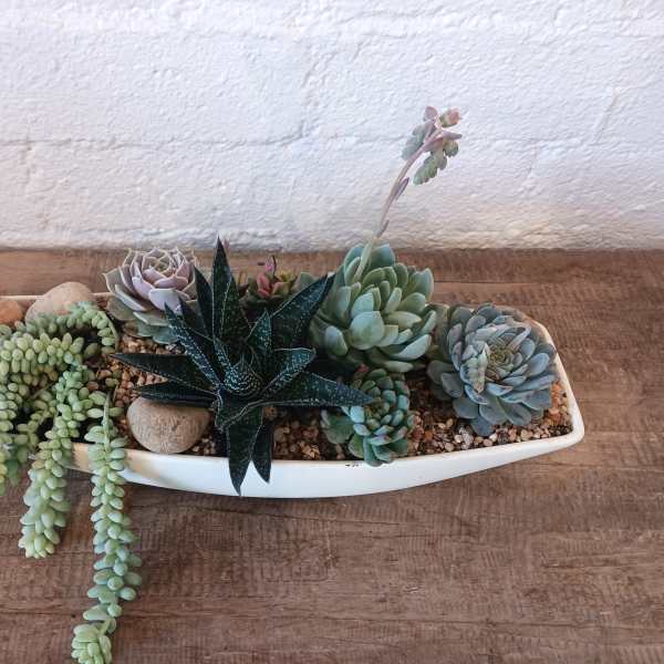 Succulent arrangement in a white oval planter with trailing and rosette plants