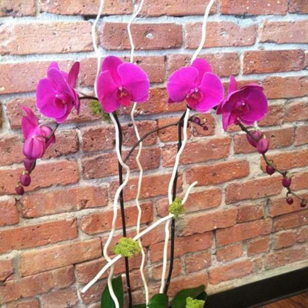 Fuschia Phaelonopsis Orchid Planter