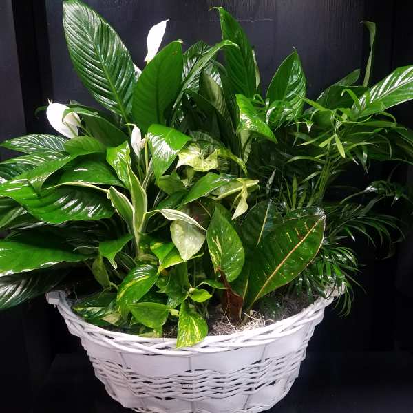White basket of assorted green houseplants with a few white blooms