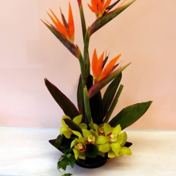 Tall tropical arrangement with orange bird-of-paradise and green orchids in a low container