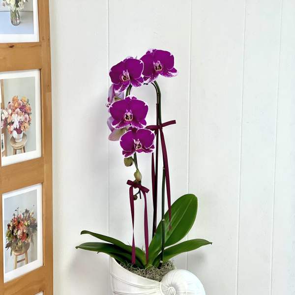 Purple orchid plant in a white shell-shaped pot on a stool