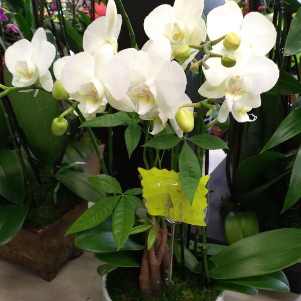 White orchid plant in a white pot with green buds