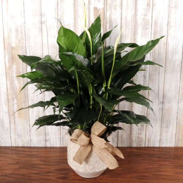 Lush green potted plant with white blooms in a patterned white pot tied with a burlap bow