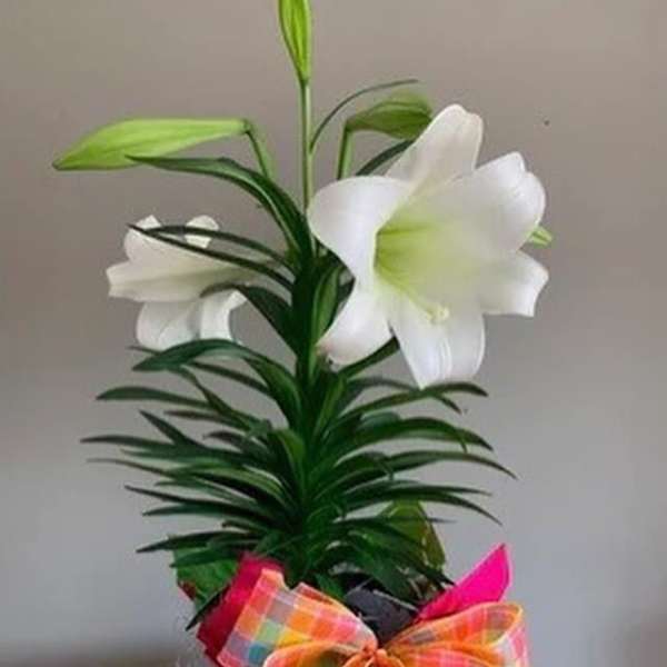 The Legacy Florals Easter Lily