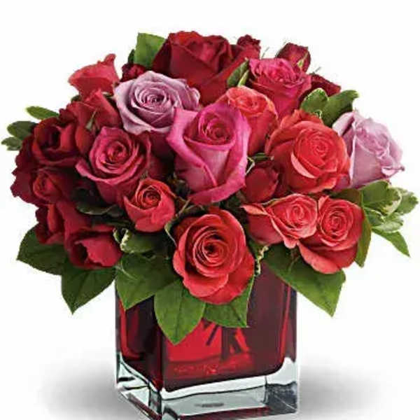 Red, pink, and lavender roses arranged tightly in a red glass cube vase