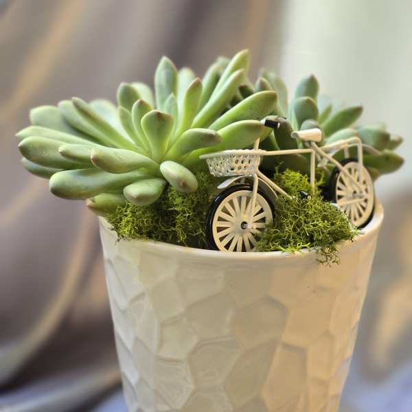 Succulent arrangement in a white textured pot with miniature bicycles
