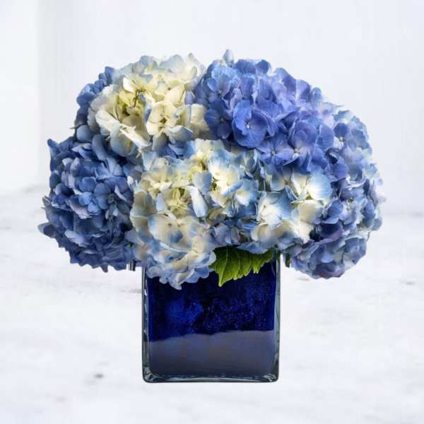 Blue and white hydrangeas arranged in a square glass vase
