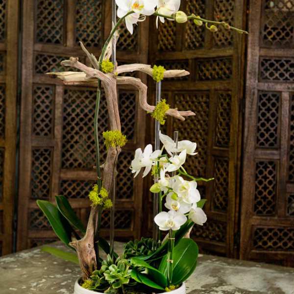 White orchids arranged in a white pot with driftwood and succulents
