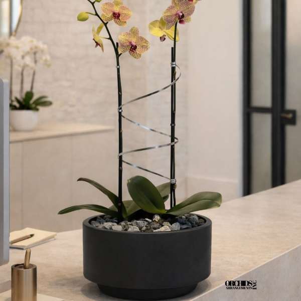 Potted orchid arrangement with two tall stems in a black planter