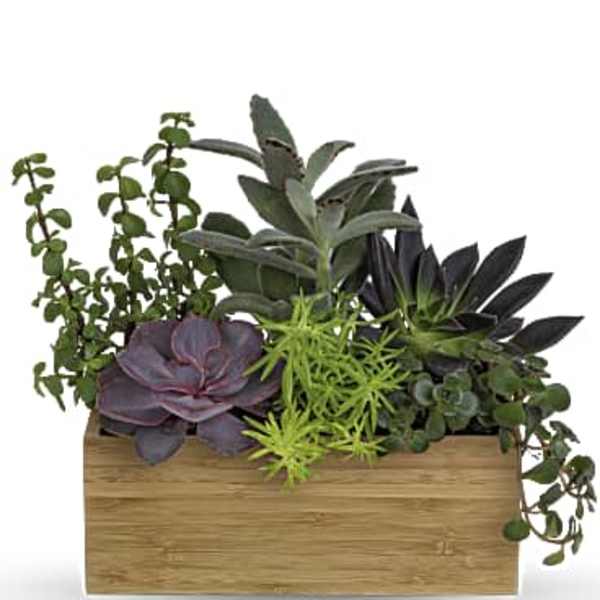 Succulent arrangement in a rectangular wooden planter