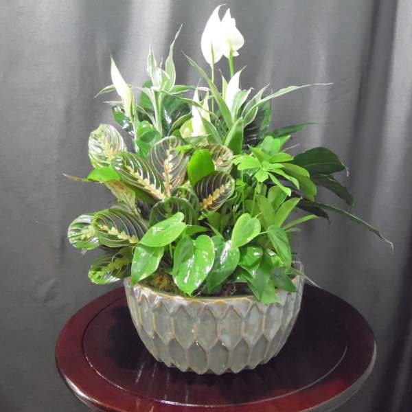 Potted arrangement of green foliage with white blooms in a textured bowl