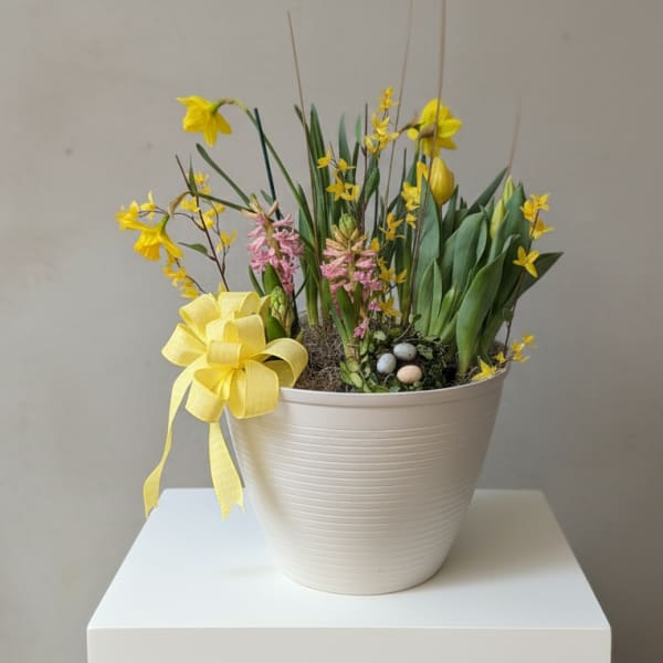 Yellow spring flowers arranged in a white pot with a ribbon bow