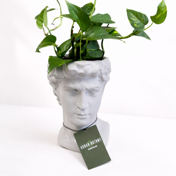 Potted green vine plant in a white sculpted face planter