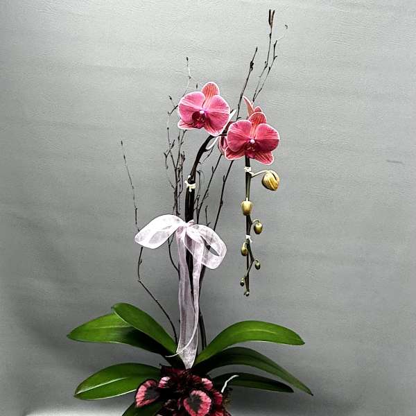 Pink orchids in a pale pink pot with a ribbon bow