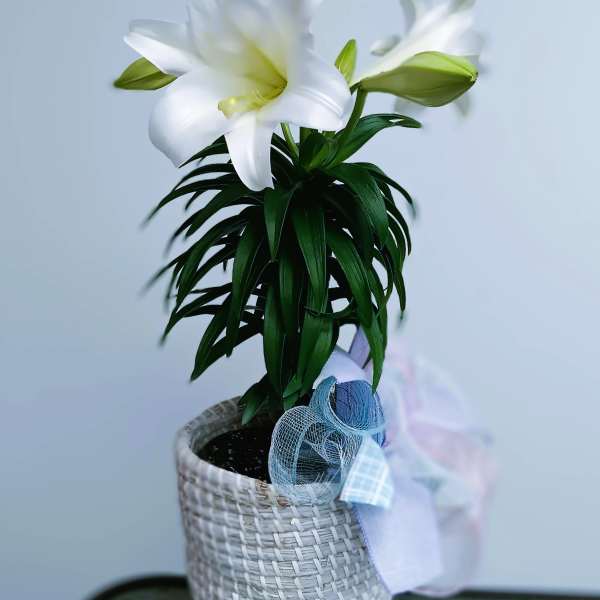 White lilies in a woven basket with a pastel ribbon