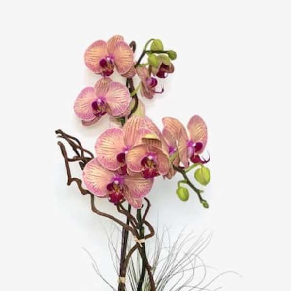 Potted pink orchid arrangement in a white container