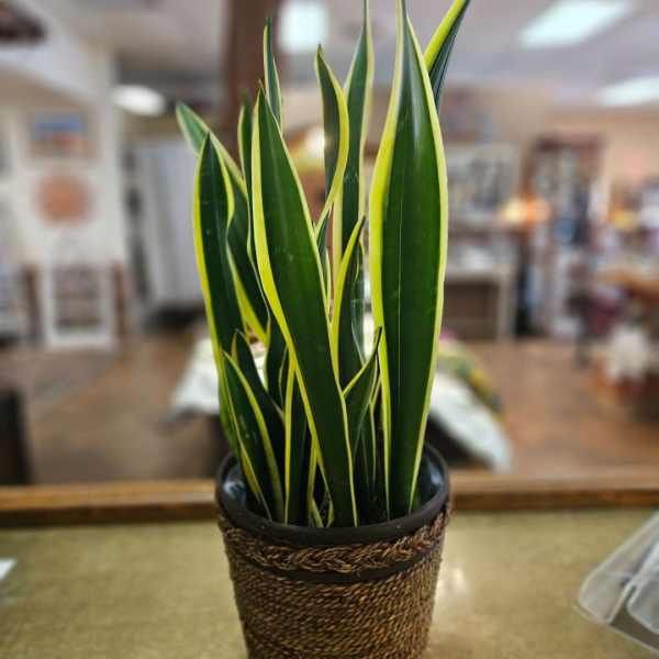 Snake Plant (8" pot)