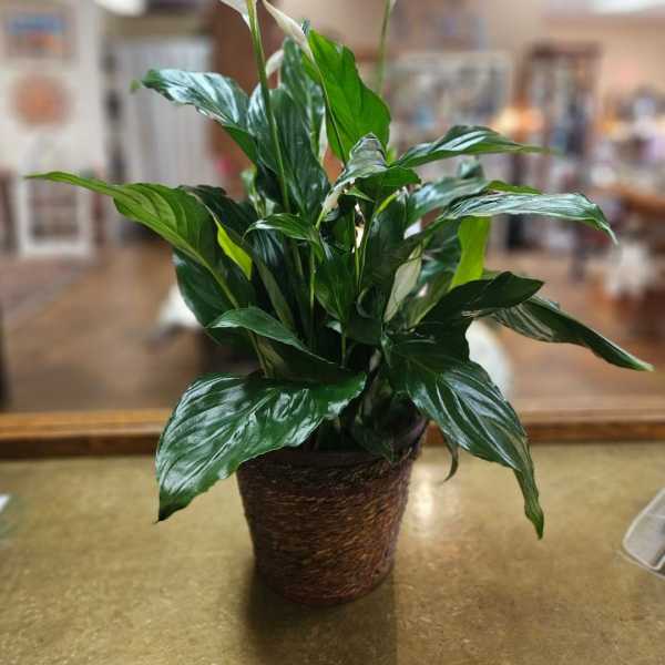 Potted peace lily with white blooms in a woven basket planter