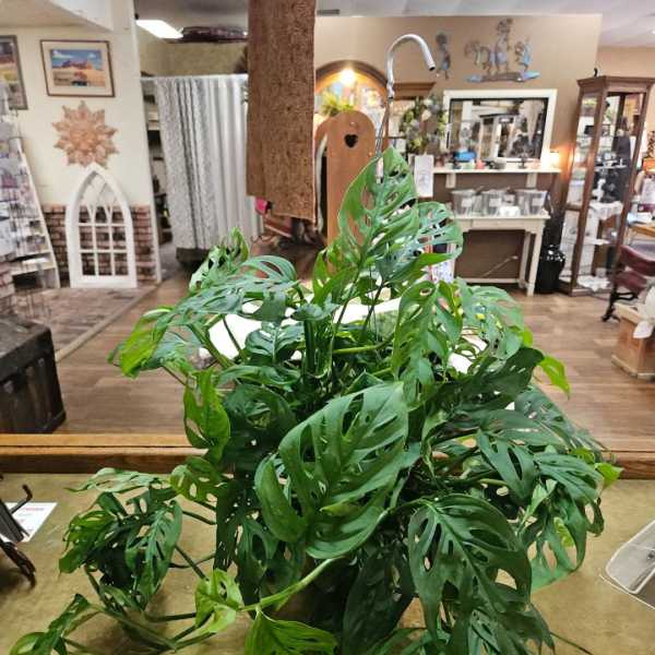 Trailing green houseplant with perforated leaves on a counter in a gift shop.