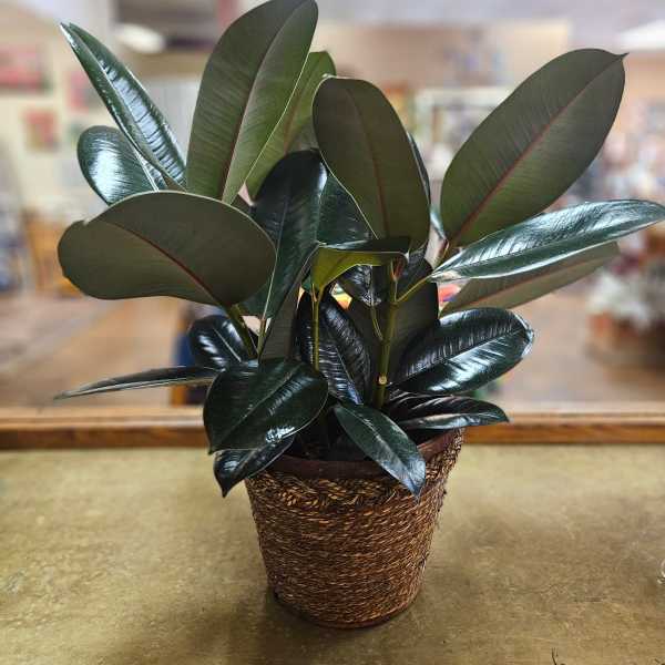 Potted rubber plant with glossy dark green leaves in a woven basket