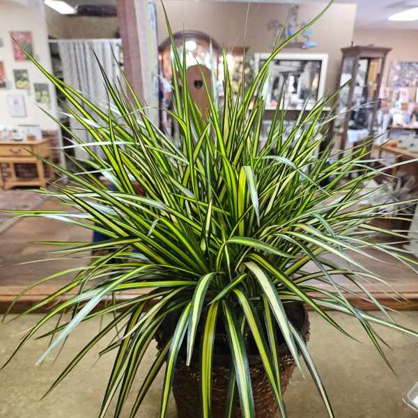 Potted variegated dracaena plant in a woven basket