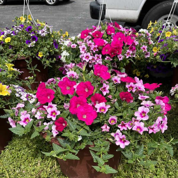 Hanging planter of bright pink and purple flowering plants in a brown pot set on grass