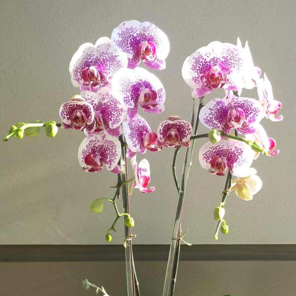Potted orchid arrangement with pink-speckled blooms in a white ceramic container