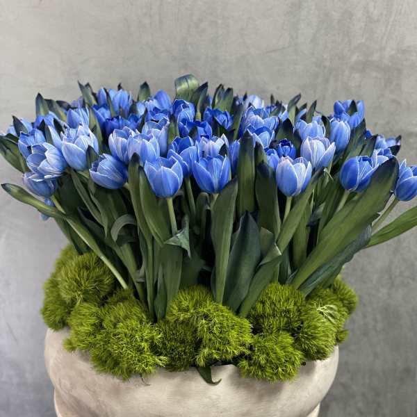 Blue tulips arranged in a low round planter with bright green moss balls