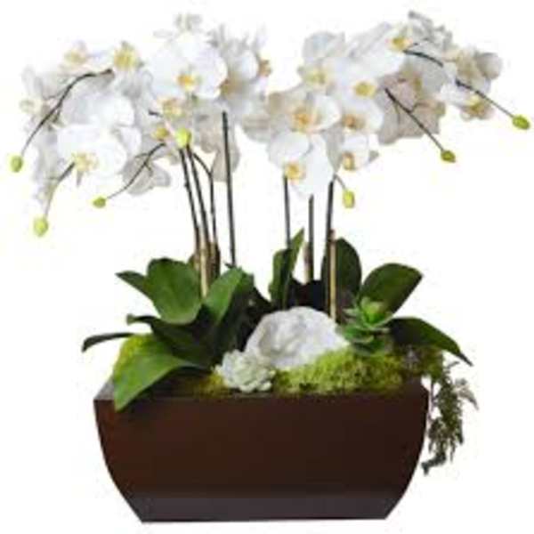 White phalaenopsis orchids and succulents in a low rectangular dark brown planter