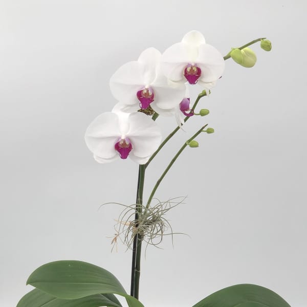 Potted white phalaenopsis orchid with magenta centers in a textured white ceramic pot