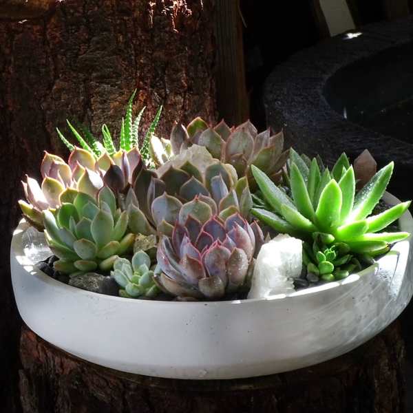 Succulent arrangement in a white bowl planter