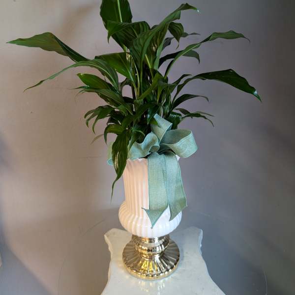 Tall peace lily plant with one white bloom in a white and gold urn with green ribbon bow