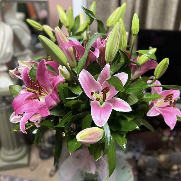 Pink lilies with unopened buds in a vase
