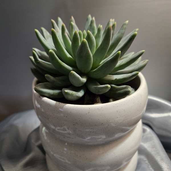 Green succulent in a white ceramic pot