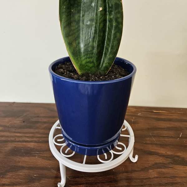 Whalefin Sansevieria (snake plant) - 6 Inch