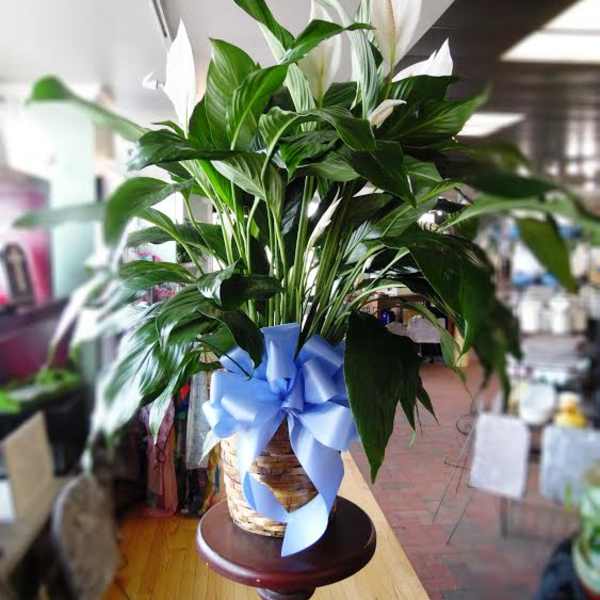 White peace lilies in a woven basket with a blue ribbon