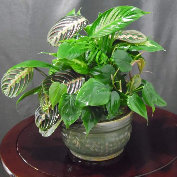 Potted green houseplant with patterned leaves in a ceramic bowl