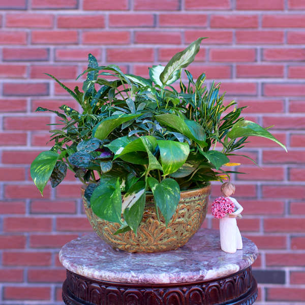 Mixed green houseplant arrangement in a decorative bowl with a small figurine