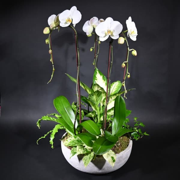 White orchids arranged in a low round planter with assorted green foliage.