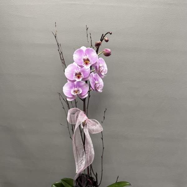 Pink orchid arrangement in a pale pink vase with a ribbon