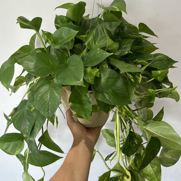Hanging pothos plant in a burlap-wrapped pot