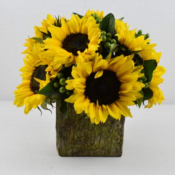 Sunflower arrangement in a square vase
